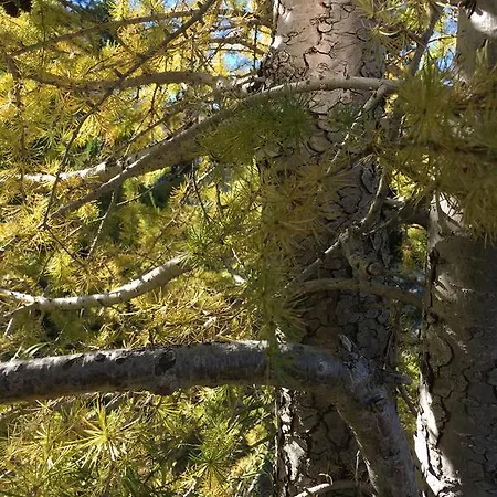 Xenia Kappl (Landeck)