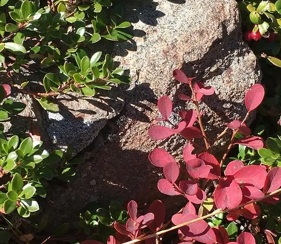 Апартаменты Xenia